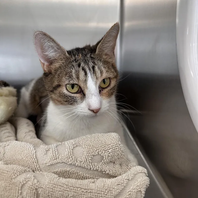 A young medium-sized female Calico Domestic Short Hair cat named Sugar for adoption in Sarasota, FL