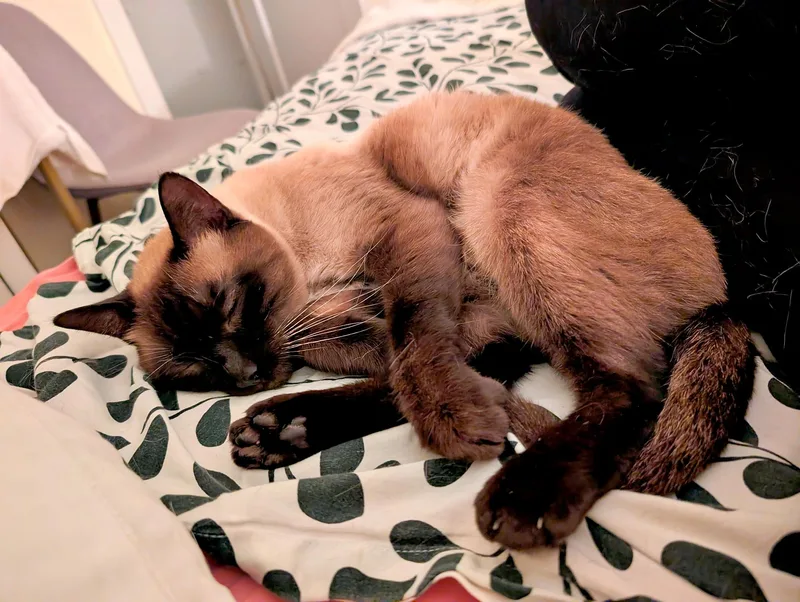 An adult medium-sized male Siamese cat named Timothy for adoption in Pittsburgh, PA
