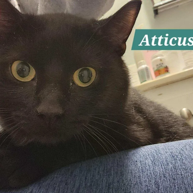 A young medium-sized male Black Domestic Short Hair cat named Atticus for adoption in Aldie, VA