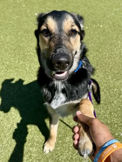 A young large-sized male Mixed Breed dog named Wriggly for adoption in Wichita, KS