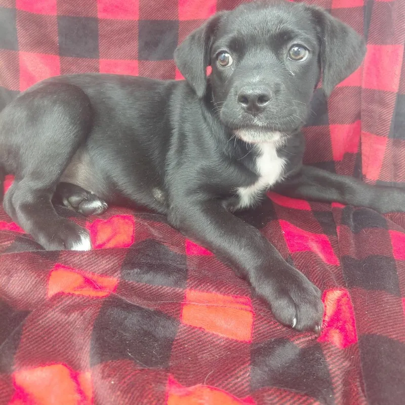 A baby small-sized female Black Labrador Retriever dog named Kingly for adoption in New Tazewell, TN