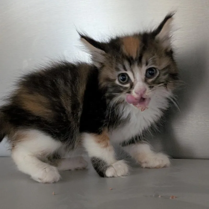 A young small-sized female Brown / Chocolate Domestic Short Hair cat named Izzy for adoption in Buchanan Dam, TX