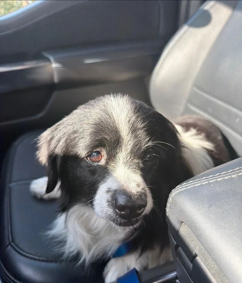 A senior small-sized male Bicolor Mixed Breed dog named Duke for adoption in Fort Lauderdale, FL