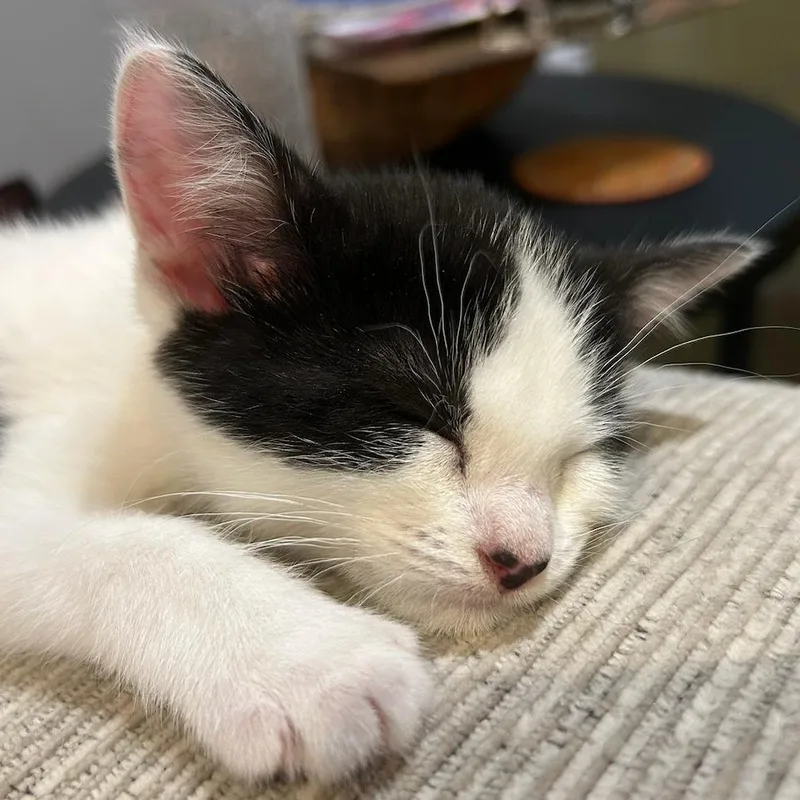 A baby small-sized female Black Domestic Short Hair cat named Jersey for adoption in Overland Park, KS