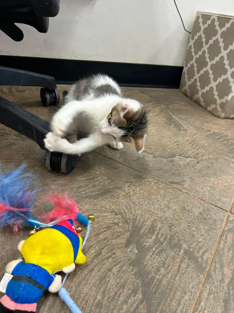 A young medium-sized female Tabby (Buff / Tan / Fawn) Domestic Short Hair cat named Demi for adoption in Roosevelt, UT