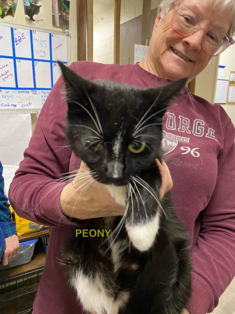 A young medium-sized female Domestic Short Hair cat named Peony for adoption in Plattsburgh, NY