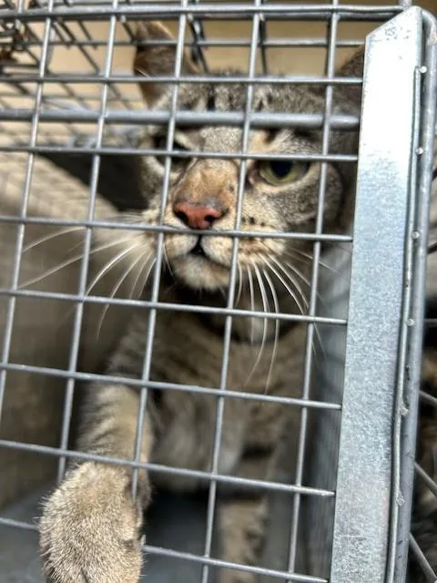 A young medium-sized male Domestic Short Hair cat named Not Little Bit for adoption in Louisville, KY