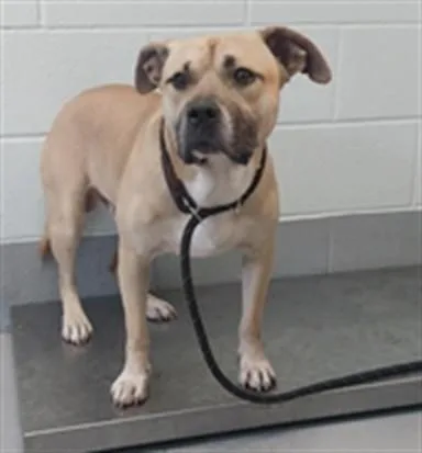A young medium-sized male Pit Bull Terrier dog named Honey Butter Biscuitt for adoption in Corpus Christi, TX