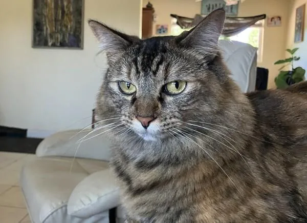 An adult medium-sized female Domestic Medium Hair cat named Gucci for adoption in Bonsall, CA
