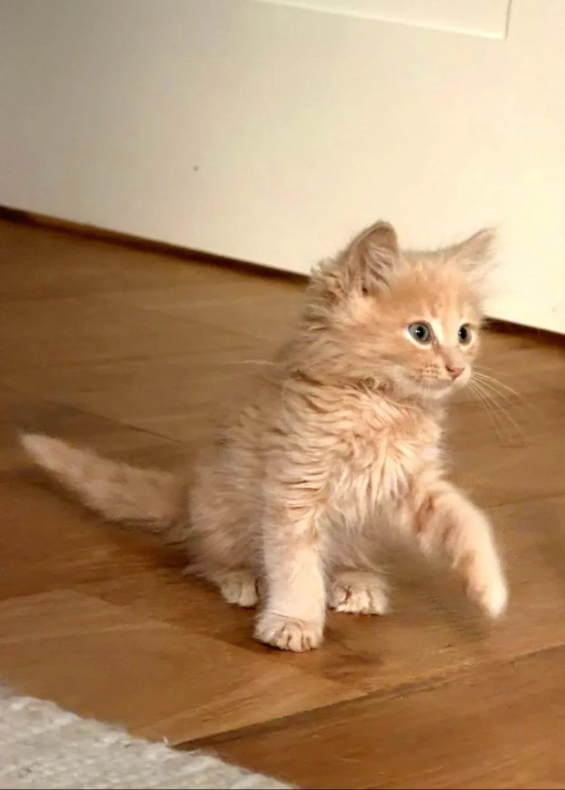 A baby medium-sized male Domestic Long Hair cat named Biscuit for adoption in Campbell, CA
