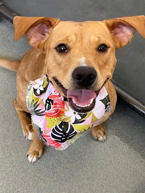 A young medium-sized female Labrador Retriever dog named Pinky for adoption in Fayetteville, NC