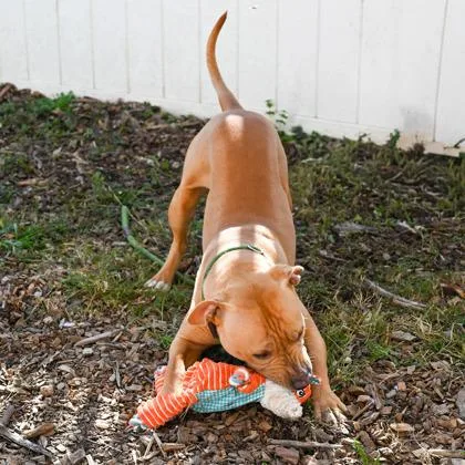 An adult large-sized male Mixed Breed dog named Scholar for adoption in Chamblee, GA