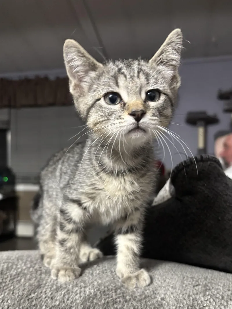 A baby small-sized male Tabby (Gray / Blue / Silver) Domestic Short Hair cat named Vinnie for adoption in Kirksville, MO