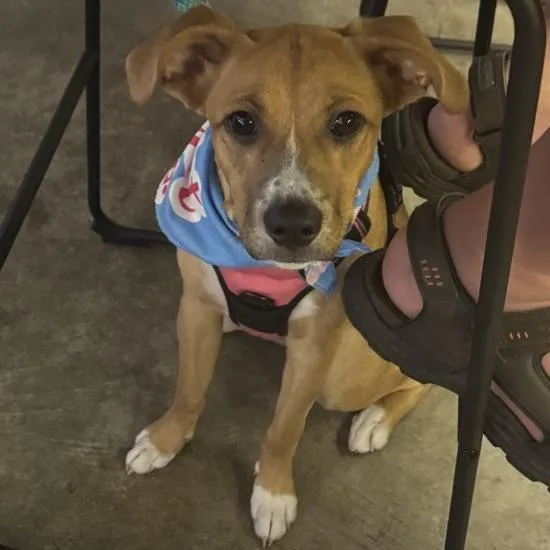 An adult medium-sized female Golden Yellow Labrador Retriever dog named Brewster for adoption in Tampa, FL