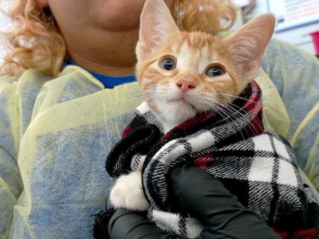 A baby medium-sized female Domestic Medium Hair cat named Edith for adoption in Dallas, TX