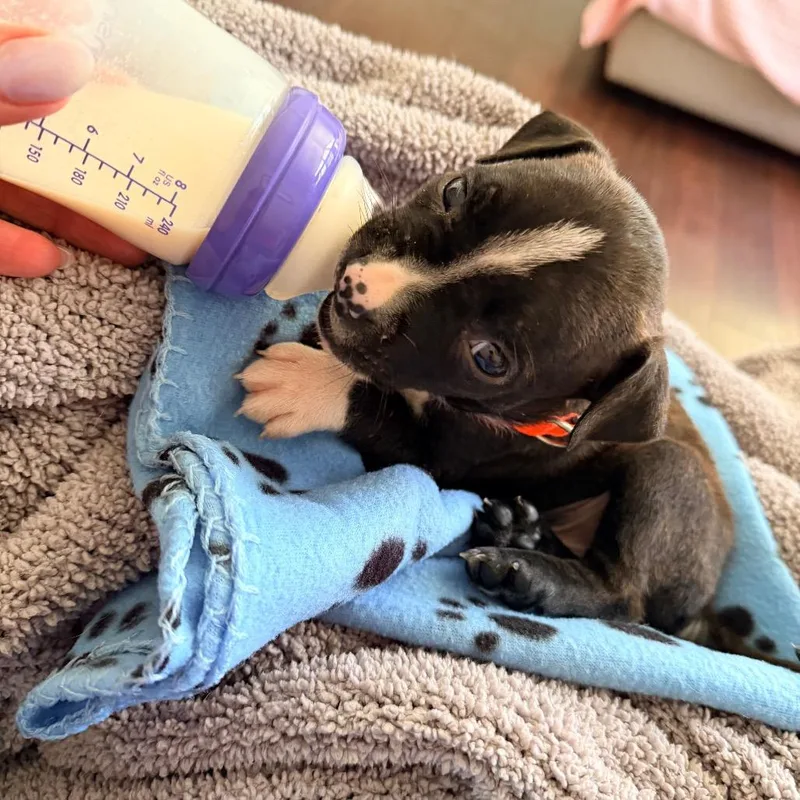 A baby medium-sized male Brindle Pit Bull Terrier dog named Suga for adoption in Saint John, IN