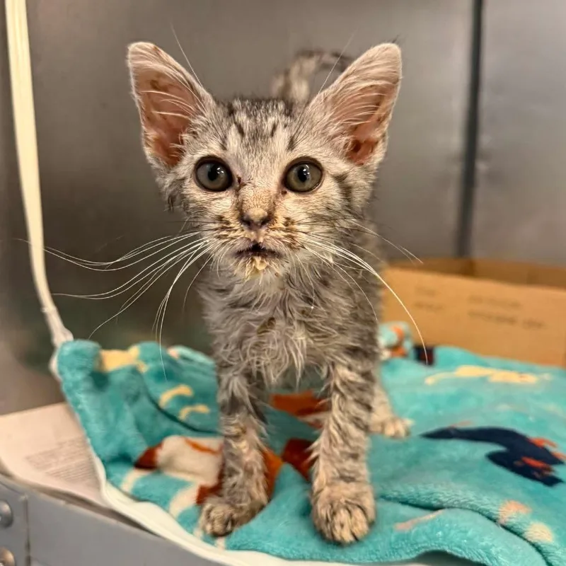 A baby small-sized female Gray / Blue / Silver Domestic Short Hair cat named Gail for adoption in Martinsville, VA