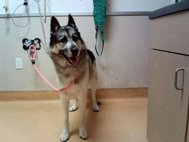 An adult large-sized male German Shepherd Dog dog named Stan for adoption in Martinez, CA