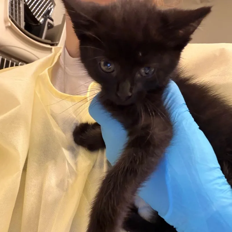 A baby small-sized female Black Domestic Short Hair cat named Claire Purrfield for adoption in Council Bluffs, IA