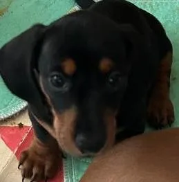 Trevor Pup