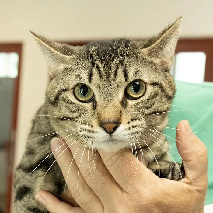 A young medium-sized male Tabby (Brown / Chocolate) Domestic Short Hair cat named Chopper for adoption in Slidell, LA