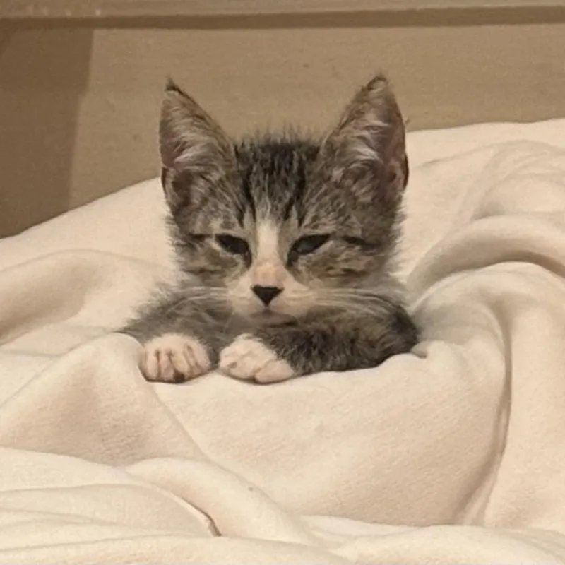 A baby small-sized male Brown / Chocolate Domestic Short Hair cat named Ratatouille for adoption in Los Angeles, CA