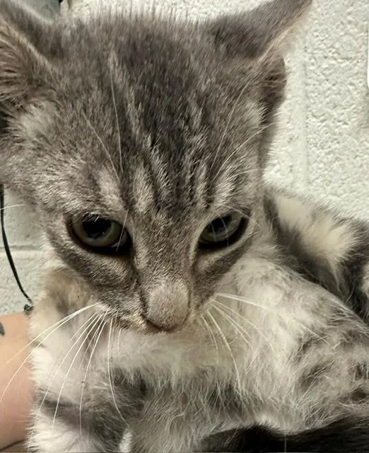 A baby small-sized male Domestic Short Hair cat named Yuri for adoption in Chula Vista, CA