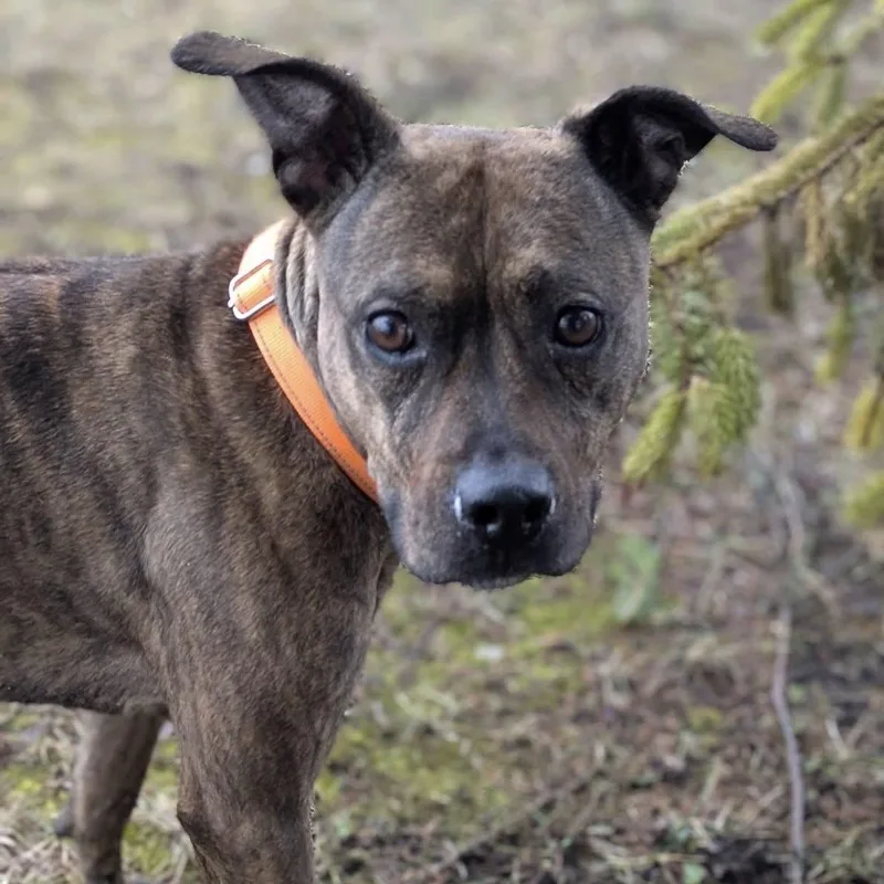 An adult medium-sized female Brindle Staffordshire Bull Terrier dog named Roxy for adoption in Syracuse, NY