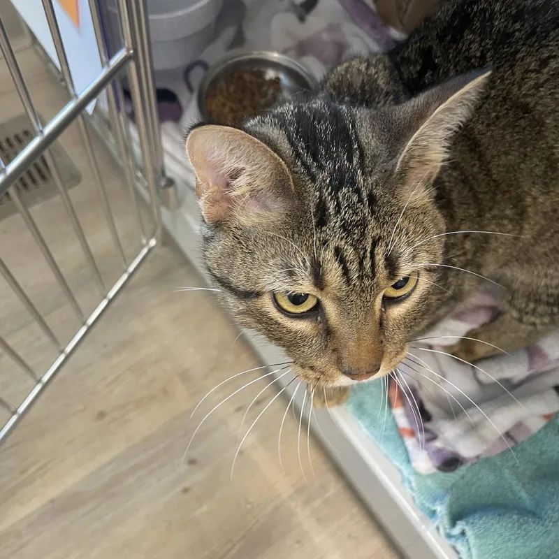 An adult medium-sized male Brown / Chocolate Domestic Short Hair cat named MooMoo for adoption in Saint Charles, MO