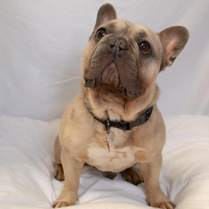 An adult small-sized male Gray / Blue / Silver Mixed Breed dog named Beau for adoption in Medford, OR