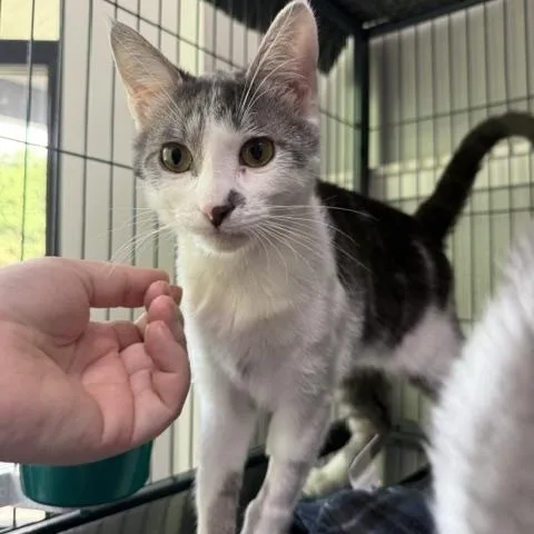 A young medium-sized female Tabby (Gray / Blue / Silver) Domestic Short Hair cat named Panini for adoption in Saranac Lake, NY