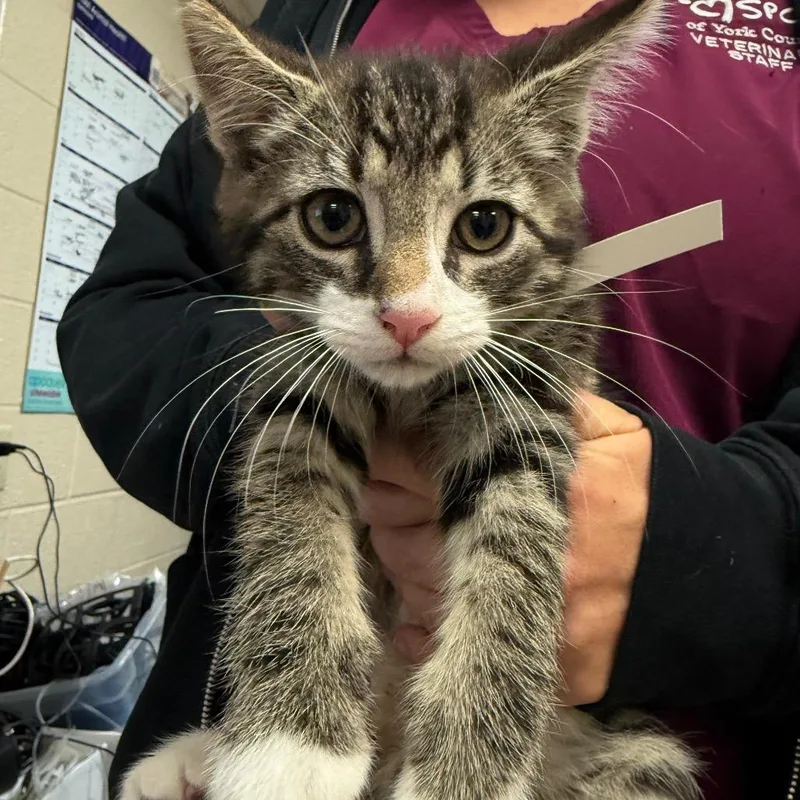 A baby small-sized male Domestic Medium Hair cat named Nugget for adoption in York, PA
