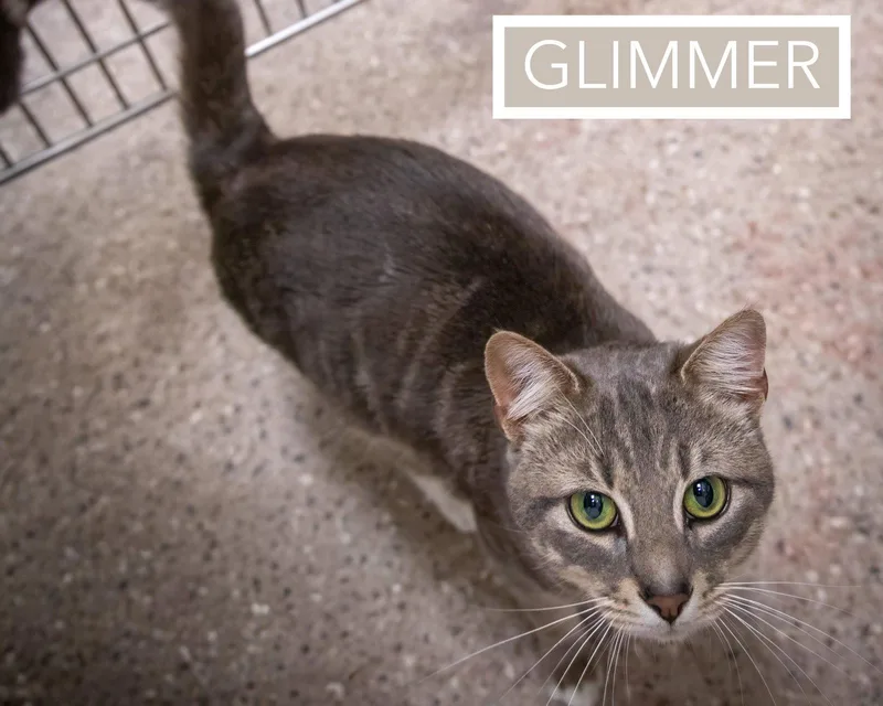 Glimmer thumbnail 2