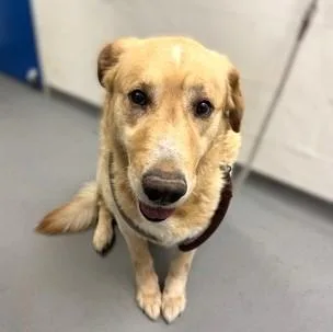 An adult large-sized male German Shepherd Dog dog named Pei Pei for adoption in Seattle, WA
