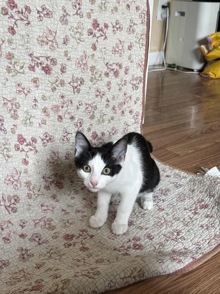 A baby small-sized female Black & White / Tuxedo Domestic Short Hair cat named Fifi La Fume for adoption in West Mifflin, PA