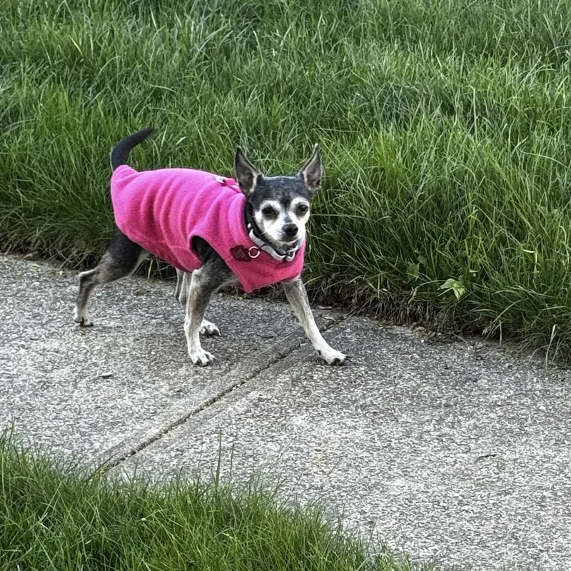 A senior small-sized female Black Chihuahua dog named Nina for adoption in Pelham, NH