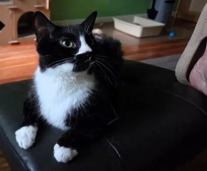 An adult small-sized female Domestic Short Hair cat named Minka for adoption in Fairfax, VA