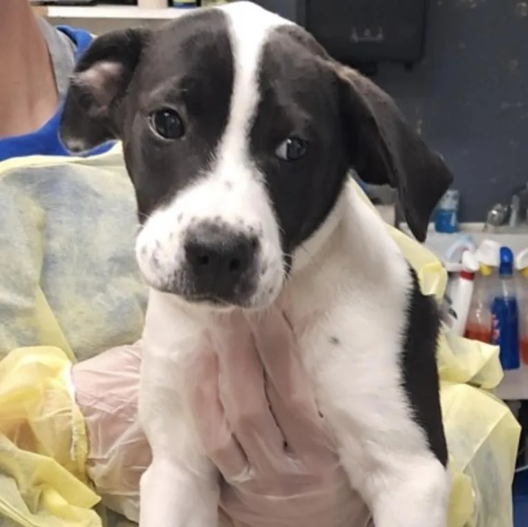 A baby medium-sized female White / Cream Cattle Dog dog named Molly for adoption in Hollister, MO