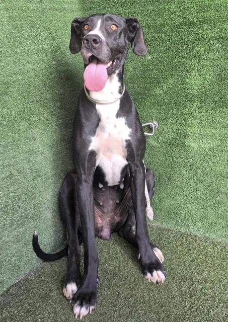 An adult extra large-sized female Great Dane dog named Fiona for adoption in Lancaster, CA