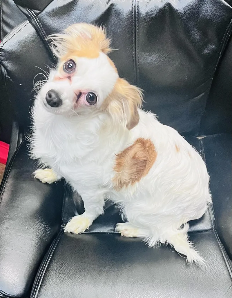 An adult small-sized female White / Cream Chihuahua dog named Penny for adoption in Council Bluffs, IA