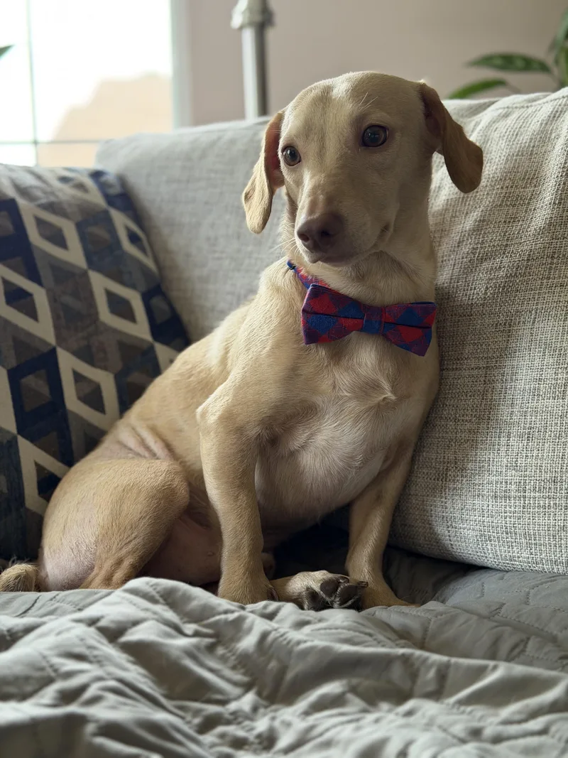 A young small-sized male Yellow / Tan / Blond / Fawn Dachshund dog named Marshall for adoption in Maryville, TN