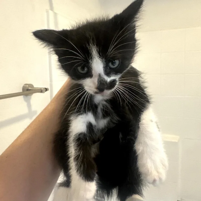 A baby small-sized male Black Domestic Short Hair cat named Oreo for adoption in Pacific Palisades, CA