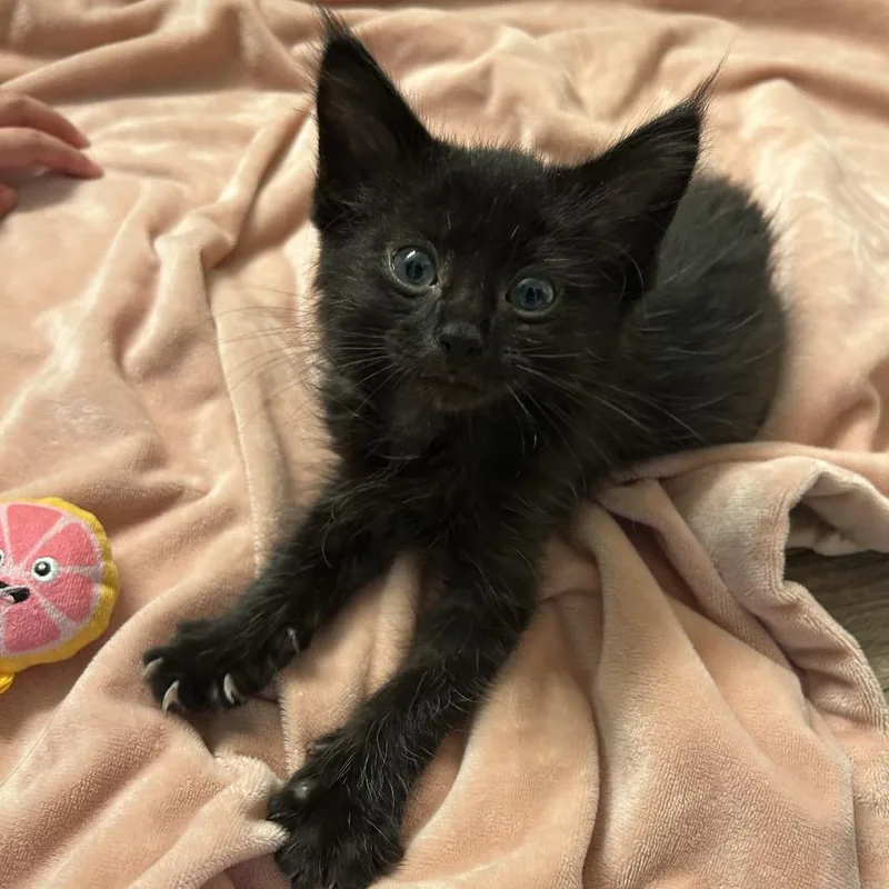 A baby small-sized male Black Domestic Medium Hair cat named Tabbouleh for adoption in Westminster, CA