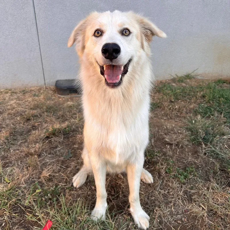 A young large-sized male Anatolian Shepherd dog named Zayden for adoption in Bloomfield, CT