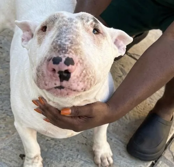 An adult large-sized male Bull Terrier dog named Walllace for adoption