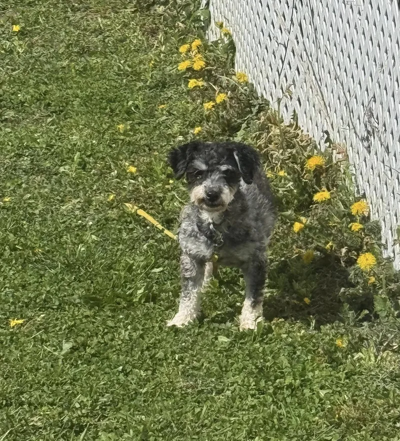 An adult small-sized female Havanese dog named Chacha for adoption in Decorah, IA