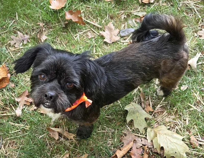 A young small-sized male Shih Tzu dog named Eli for adoption in Barium Springs, NC