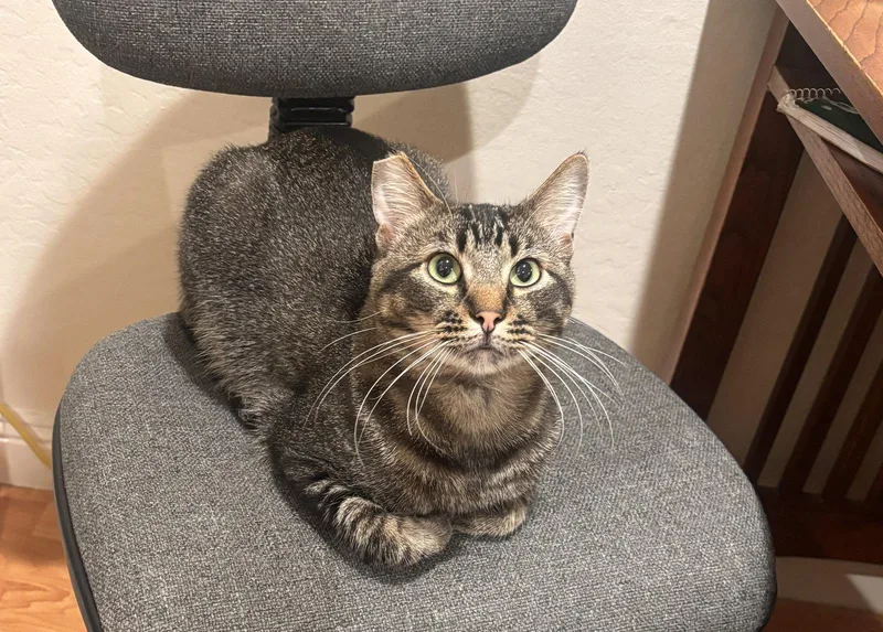 A young medium-sized male Domestic Short Hair cat named Ariano for adoption in Oakland, CA