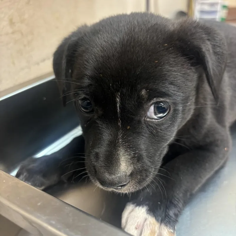 A baby small-sized female Black Pit Bull Terrier dog named Sid for adoption in Birmingham, AL