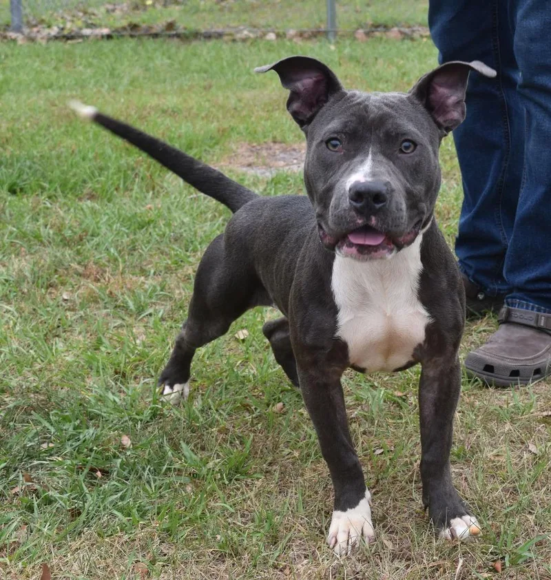 A baby medium-sized female Mixed Breed dog named Belladonna for adoption in Kingsland, GA